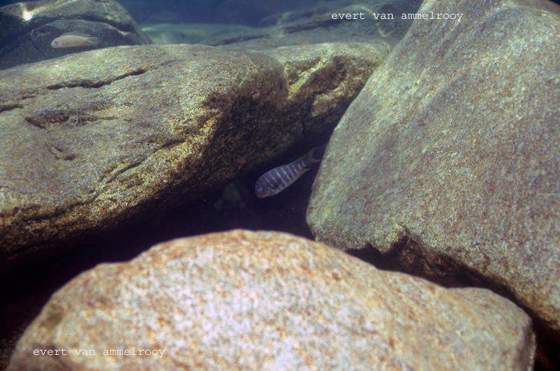 Tropheus polli 'Mahale Mountains NP'